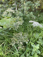 Heracleum sphondylium