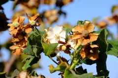 Dombeya