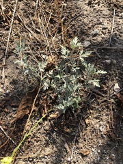 Ambrosia chamissonis