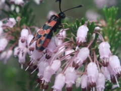 Zygaena fausta