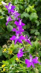 Delphinium ajacis