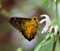 Apyrrothrix araxes arizonae