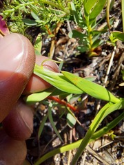 Baeometra uniflora