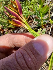 Baeometra uniflora