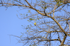 Crithagra mozambica