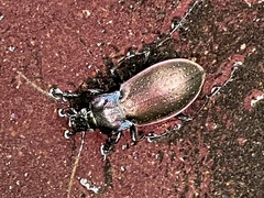 Carabus nemoralis