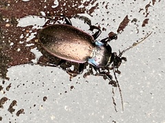 Carabus nemoralis