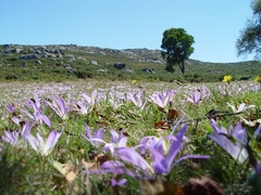 Colchicum montanum