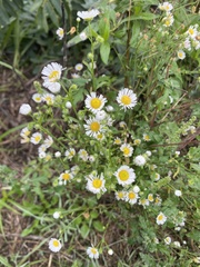 Erigeron annuus