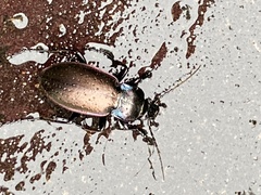 Carabus nemoralis