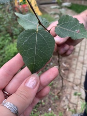Populus tremula