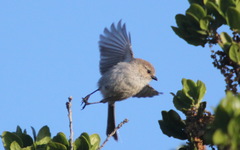 Psaltriparus minimus minimus