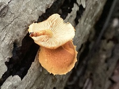 Pholiota granulosa