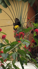 Troides helena cerberus