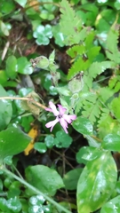Silene dioica