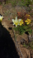 Gladiolus trichonemifolius