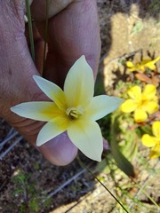 Gladiolus trichonemifolius