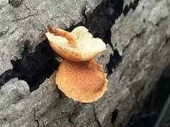 Pholiota granulosa