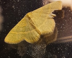 Chlorochlamys chloroleucaria