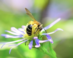 Andrena robervalensis