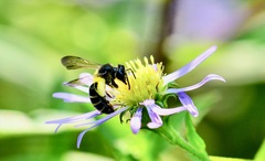 Andrena robervalensis