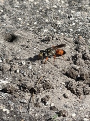 Sphex dorsalis