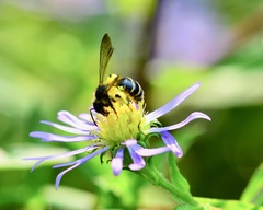 Andrena robervalensis