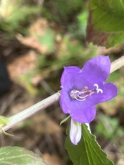 Campanula rapunculoides