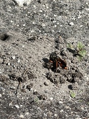 Sphex dorsalis