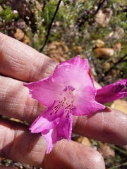 Gladiolus hirsutus