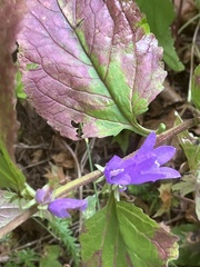 Campanula rapunculoides