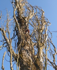 Hemipholiota populnea