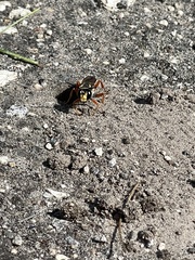 Sphex dorsalis