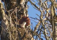 Hemipholiota populnea