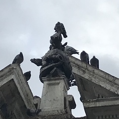 Columba livia domestica