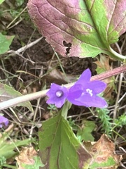 Campanula rapunculoides