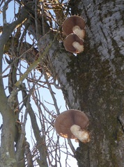 Hemipholiota populnea