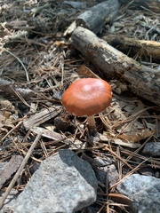 Leratiomyces ceres