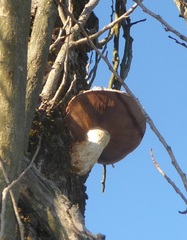 Hemipholiota populnea