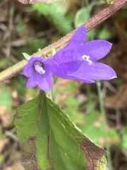 Campanula rapunculoides