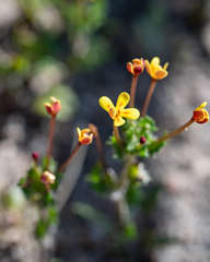 Zaluzianskya divaricata