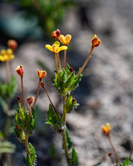 Zaluzianskya divaricata