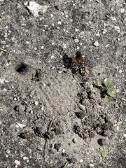 Sphex dorsalis