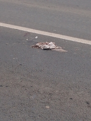 Streptopelia decaocto