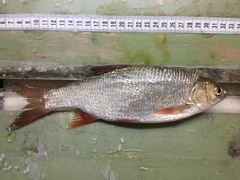 Leuciscus idus