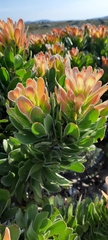 Mimetes fimbriifolius