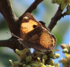 Junonia hierta cebrene