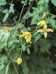 Clematis tangutica