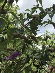 Buddleja davidii