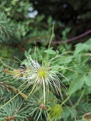 Clematis tangutica